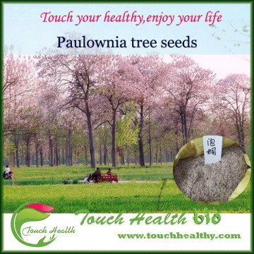 Touchhealthy supply Paulownia tomentosa seeds/paulownia elongata seeds/paulownia seeds for sale